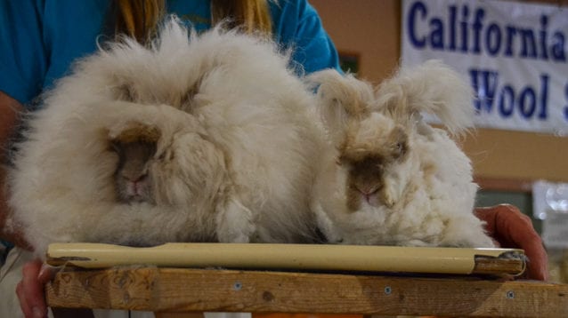 Bunnies