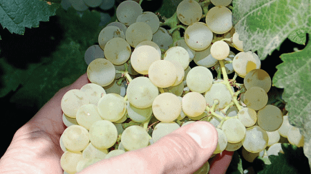 Allied Grape Growers