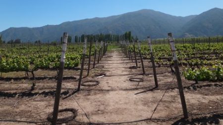 Guillaume Grapevine Nursery