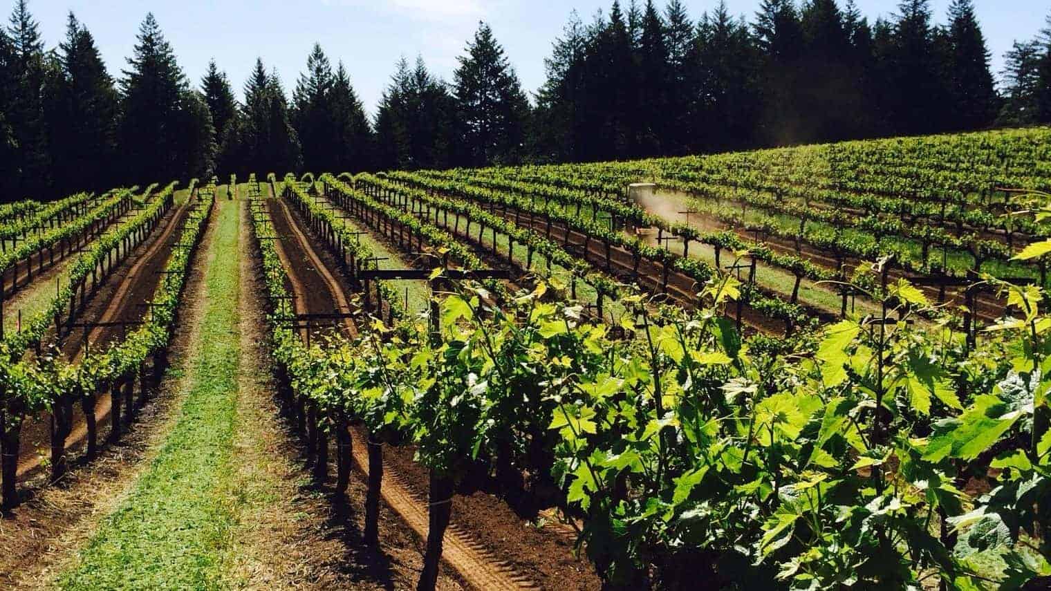 Mariah Vineyards in Mendocino Ridge AVA