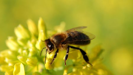 Bee Hunter Wine