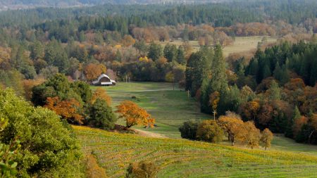 Alder Springs Vineyard