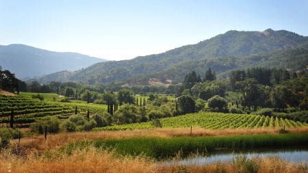 Bonterra Organic Vineyards