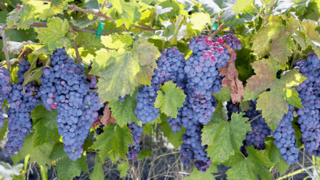 Upper Ranch Vineyard