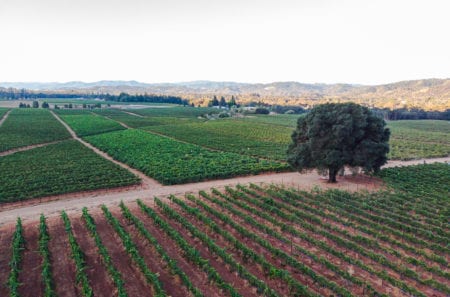 Barra Of Mendocino/Girasole Vineyards