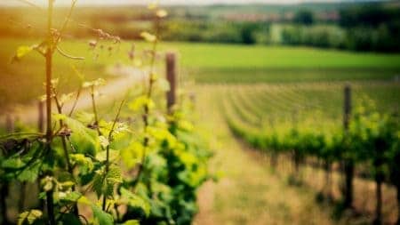 Graziano Family of Wines