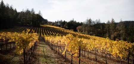 Rosetti Vineyards