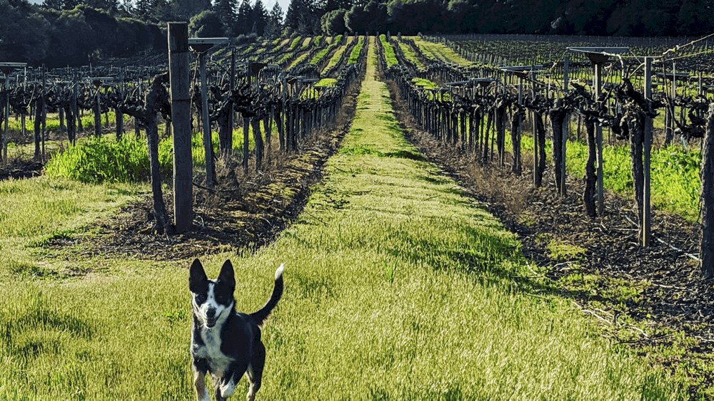 Bee Hunter Vineyard