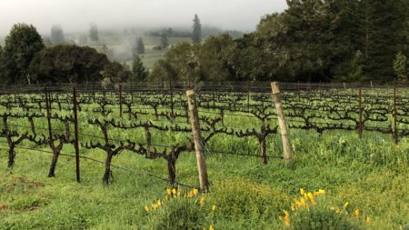 Hacienda Sequoia on an early Spring morning