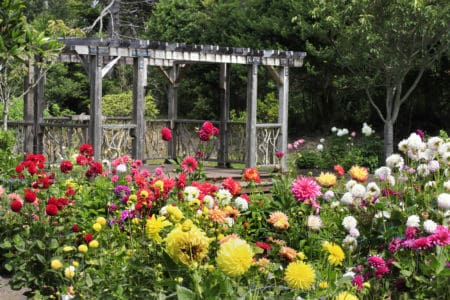 Dahlia Garden at Mendocino Coast Botanical Gardens