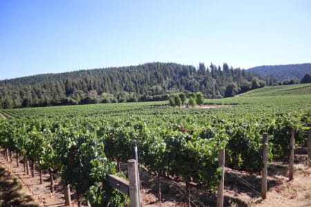 Renard Creek Vineyard