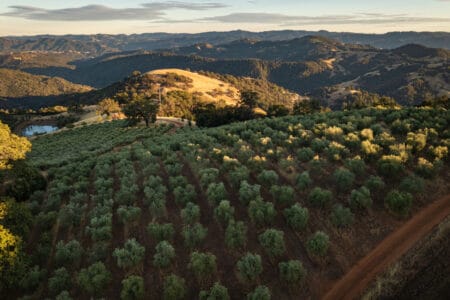 TERRA SÁVIA WINERY & OLIVE MILL