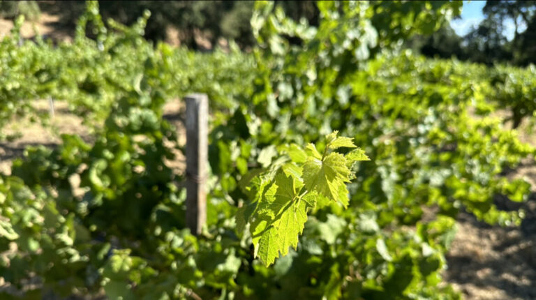 VInes at COle Ranch