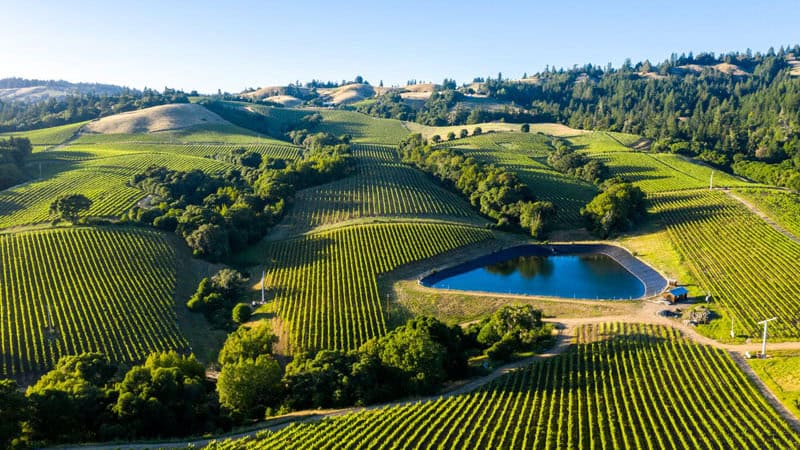 Bearman Bend Vineyard