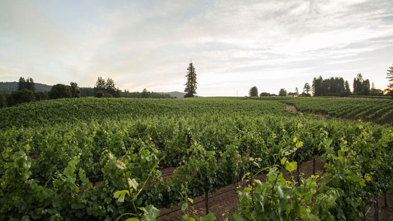 Monument Tree Vineyard