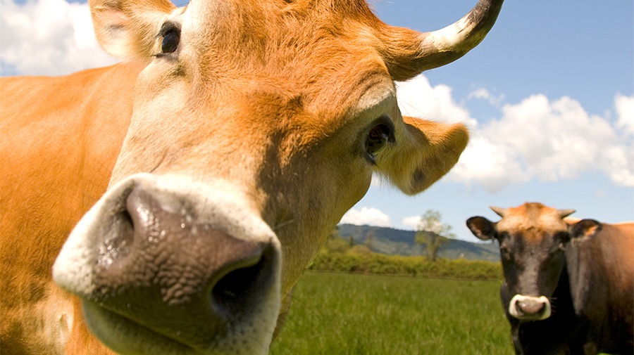 Frey Vineyard cows, one looking into the camera.