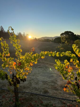Vineyard