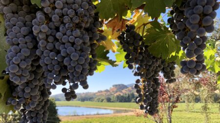 Whaler cab grapes 2018 2 2