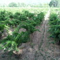 Chardonnay 559f8881