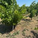 Vineyard 3 93121fe6