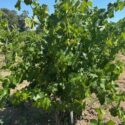 Vineyard 4 E230a388