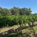Vineyard 5 80435cba