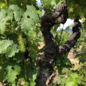 Zinfandel 40a561cc